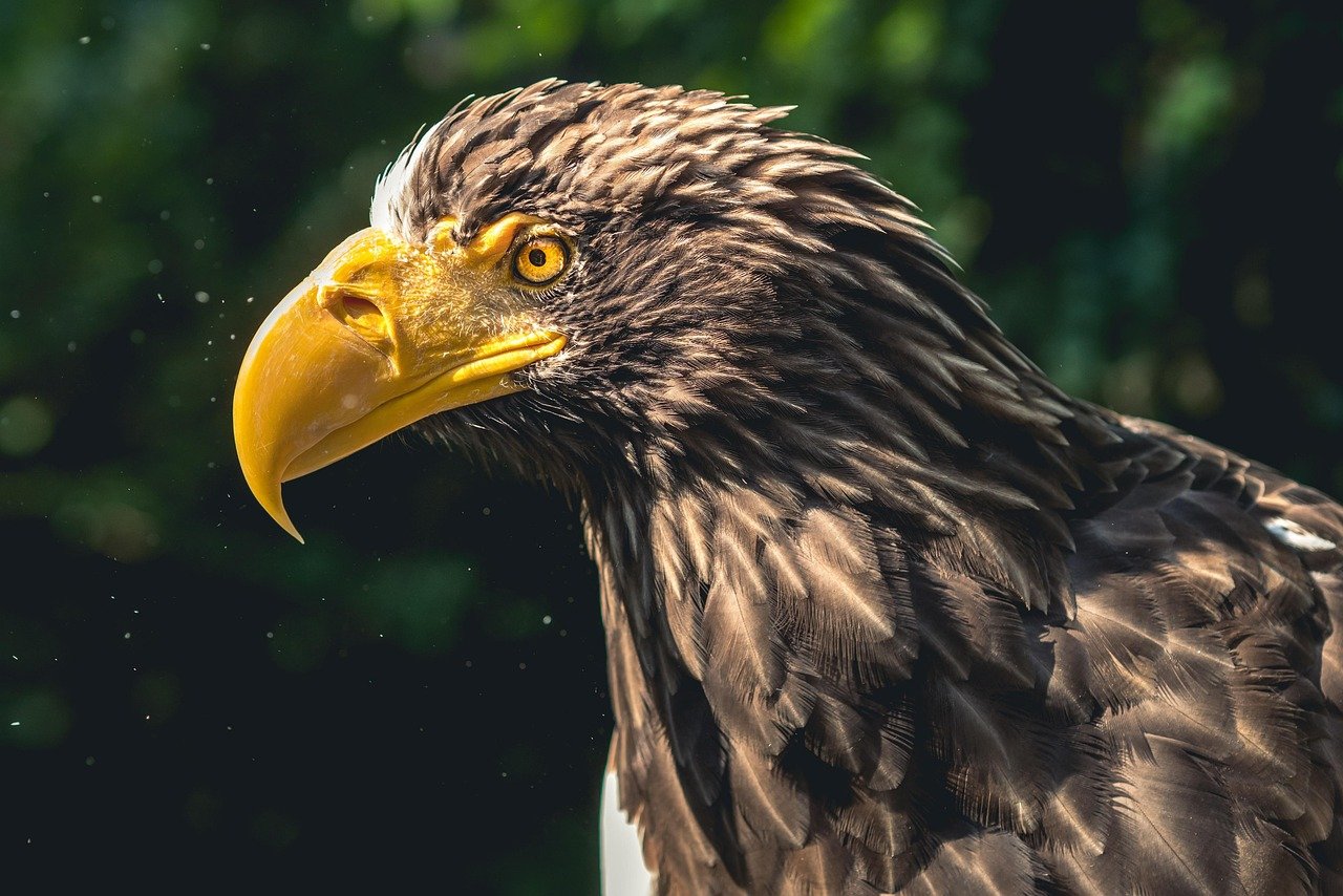 eagle, beak, head, eagle head, bird, feathers, plumage, portrait, raptor, bird of prey, animal, nature, wild, wild animal, animal world, wildlife, wildlife photography, predator, close up