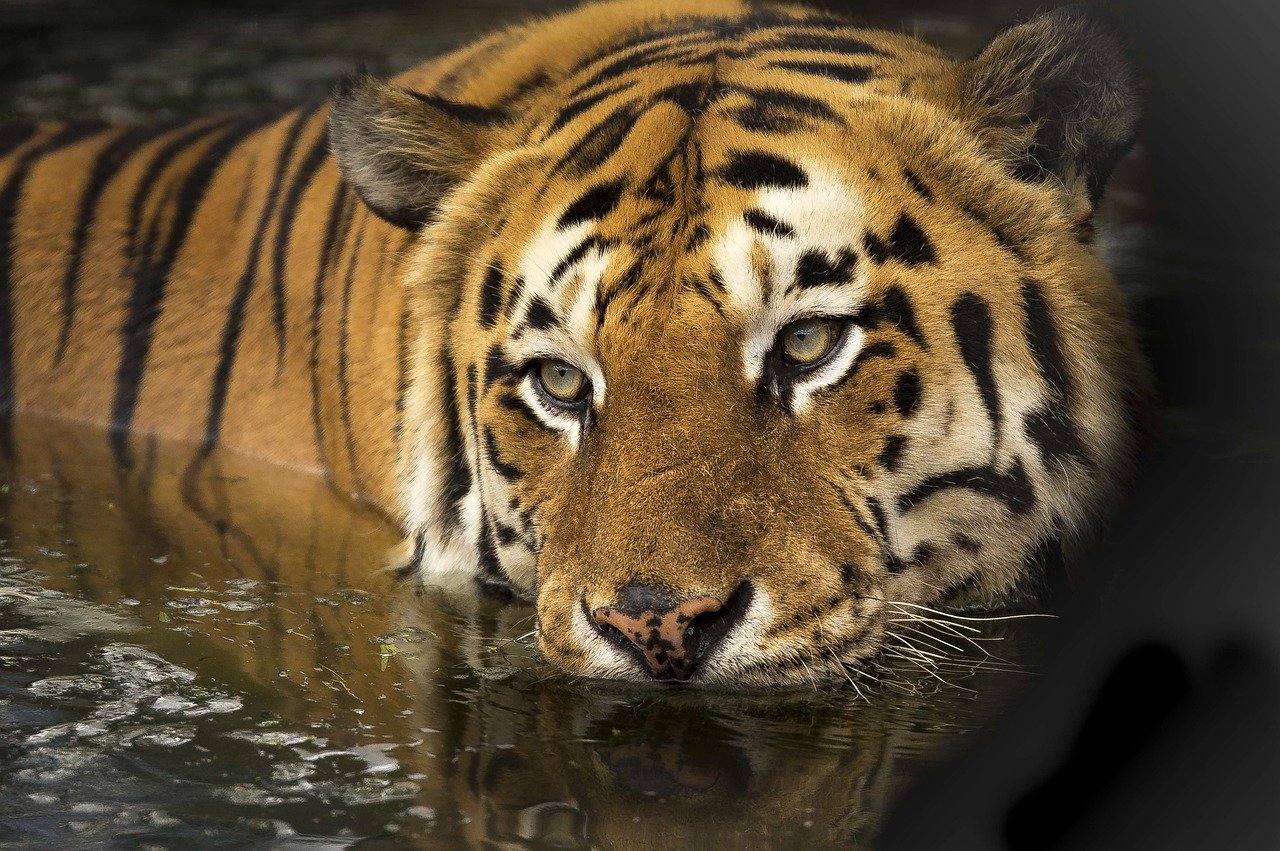 tiger, eyes, bathing, submerged, wild cat, big cat, wild animal, wilderness, wild, wildlife, wildlife photography, animal, animal world, reflection, water reflection, nature, lake, predator, natural, bengal, carnivore, jungle